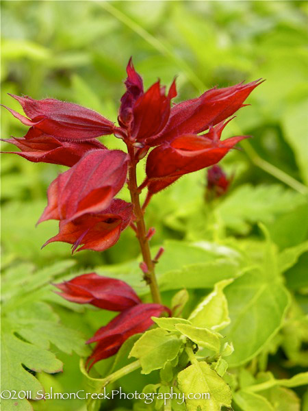 Salvia vanhoutii (Burgundy Form)