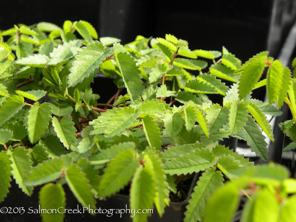 Sanguisorba officinalis Chocolate Tip