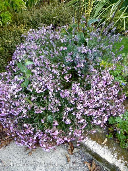 Saponaria lempergii Max Frei