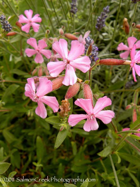 Saponaria lempergii Max Frei