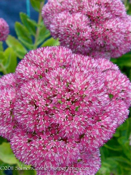 Sedum spectabile ‘Indian Chief’