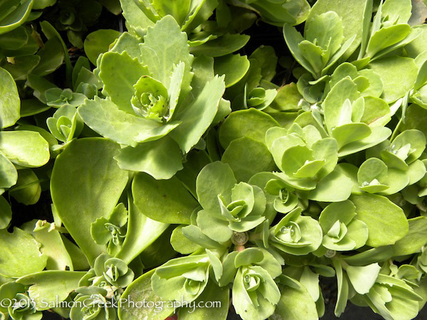 Sedum spectabile Indian Chief