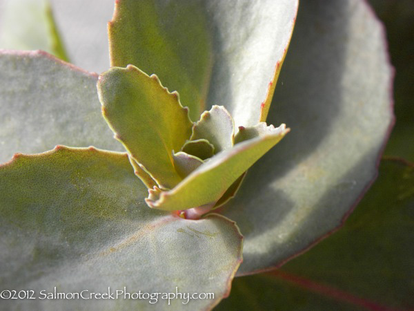 Sedum telephium ‘Karfunkelstein’