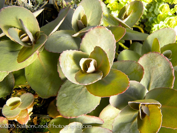 Sedum telephium Karfunkelstein