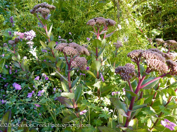 Sedum ‘Matrona’