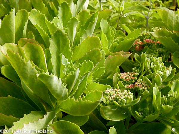 Sedum telephium Munstead Red