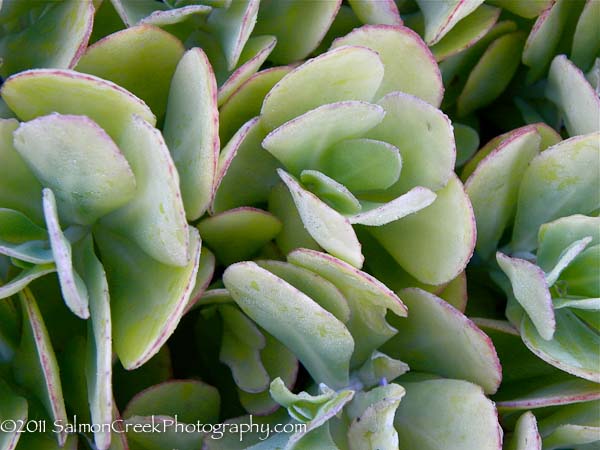 Sedum spectabile ‘Neon’