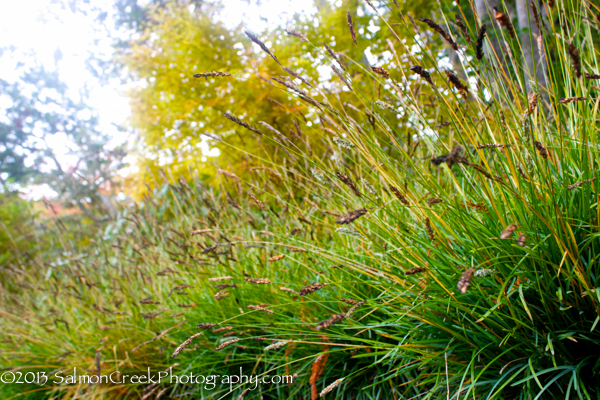 Sesleria Greenlee