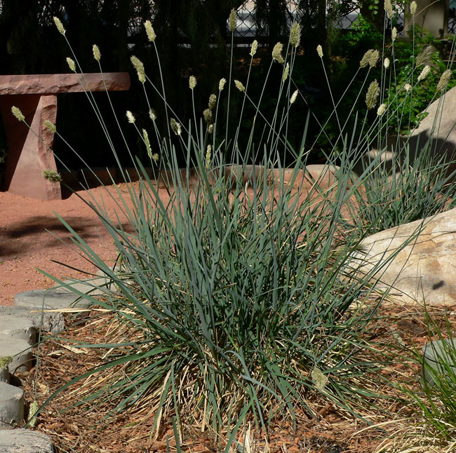 Sesleria caerulea