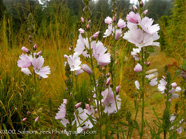 Sidalcea Elsie Heugh