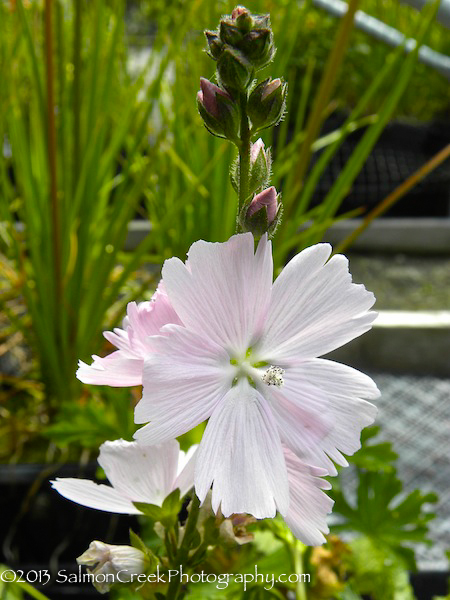 Sidalcea Elsie Heugh