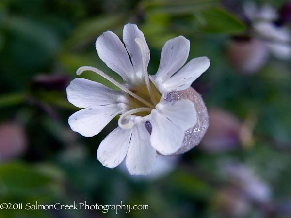 Silene uniflora Compacta