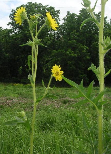 Silphium laciniatum