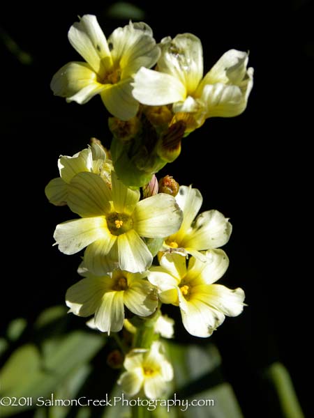 Sisyrinchium striatum