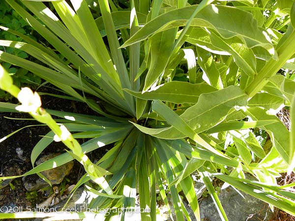 <i>Sisyrinchium striatum</i>