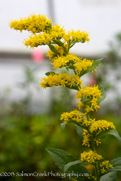 Solidago rugosa Fireworks