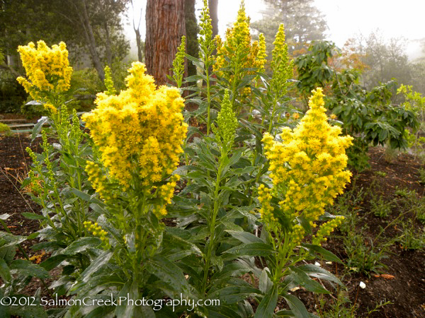 <i>Solidago rugosa</i> ‘Fireworks’