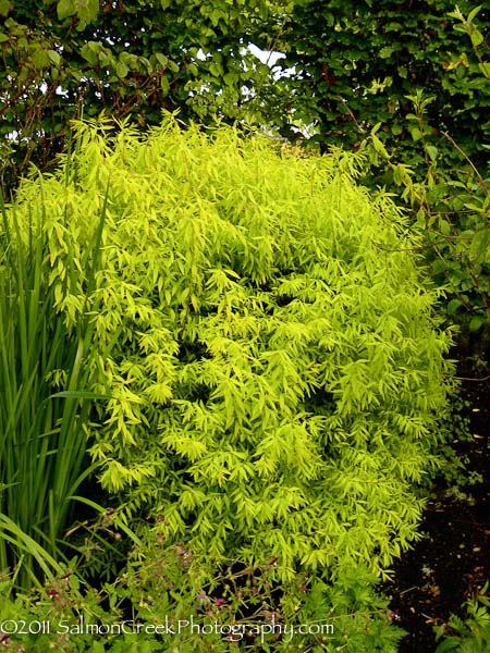 Spiraea thunbergii ‘Ogon’