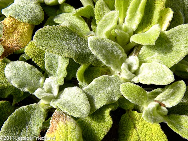 Stachys byzantina ‘Primrose Heron’