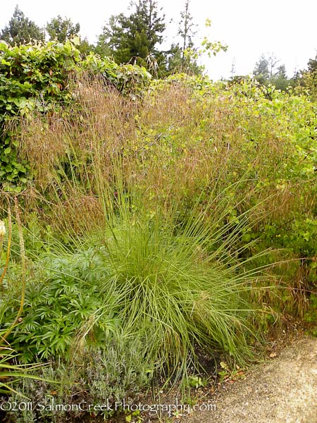 Stipa arundinacea