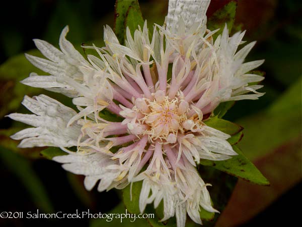 Stokesia laevis Alba