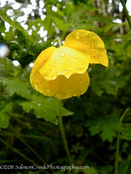 Stylophorum diphyllum