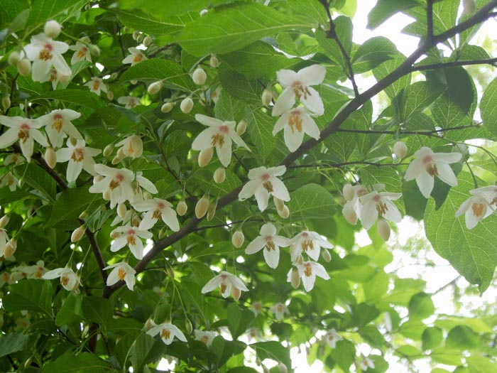 Styrax japonicus