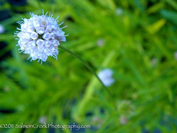 Succisella inflexa ‘Frosted Pearls’