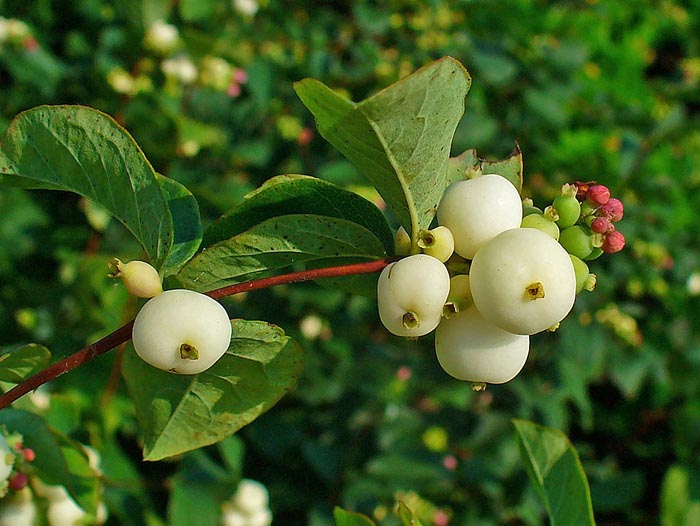 Symphoricarpos albus