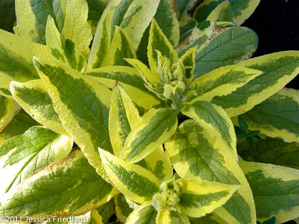 Symphytum x uplandicum ‘Axminster Gold’