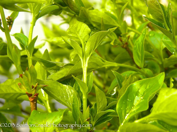 Syringa ‘Miss Kim’