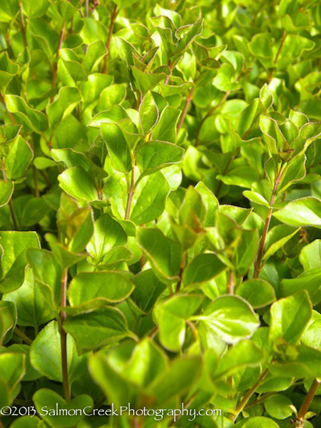 Syringa meyeri ‘Palibin’