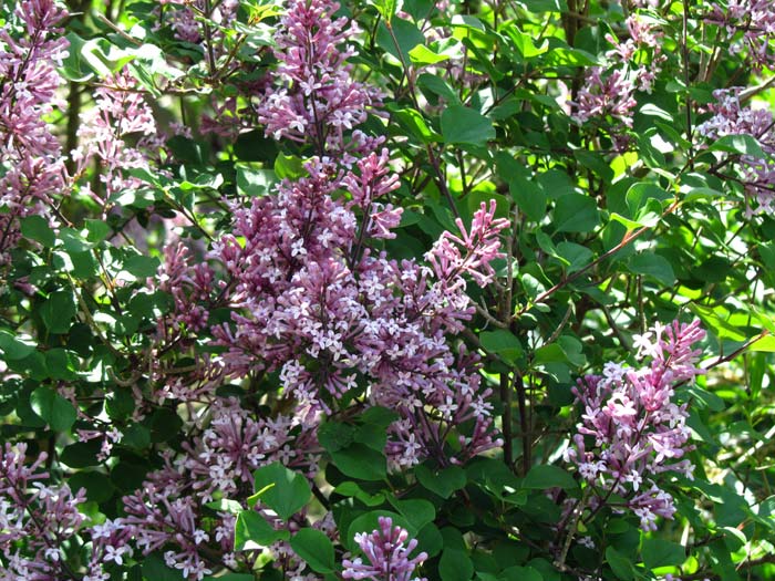 Syringa meyeri Palibin