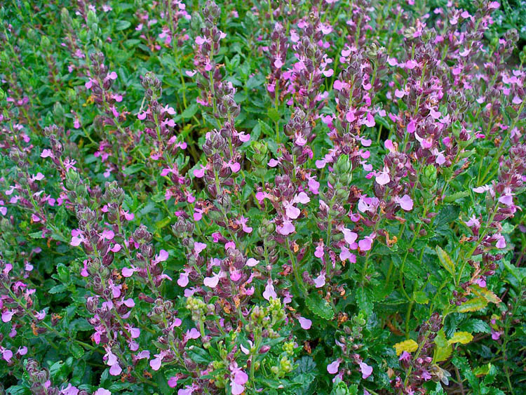 Teucrium.php