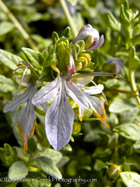 Teucrium fruticans (Select Form)