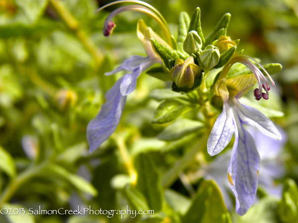 Teucrium fruticans (Select Form)