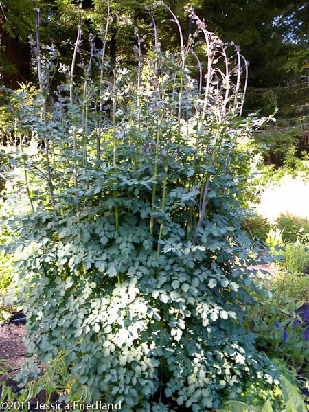 Thalictrum ‘Elin’