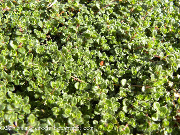 Thymus Pink Chintz