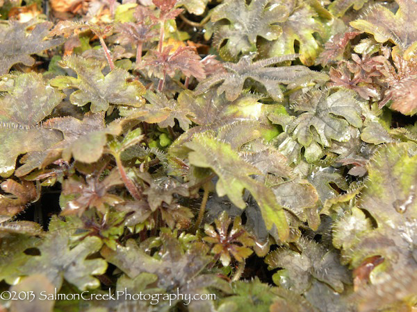 Tiarella ‘Pink Skyrocket’