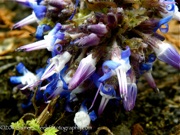 Trachystemon orientalis