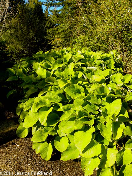 Trachystemon orientalis