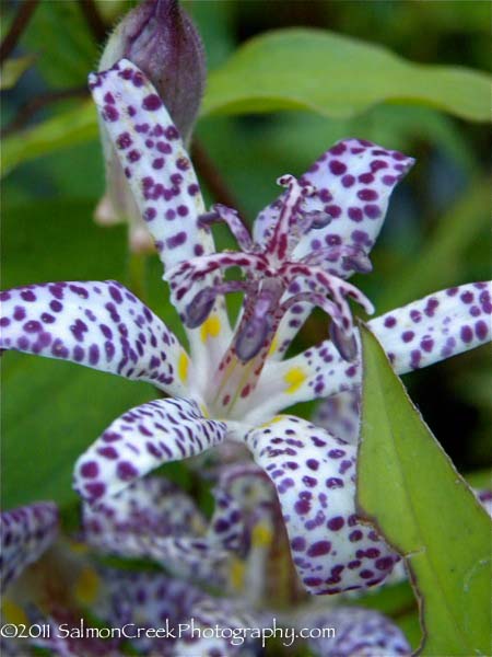 Tricyrtis Empress