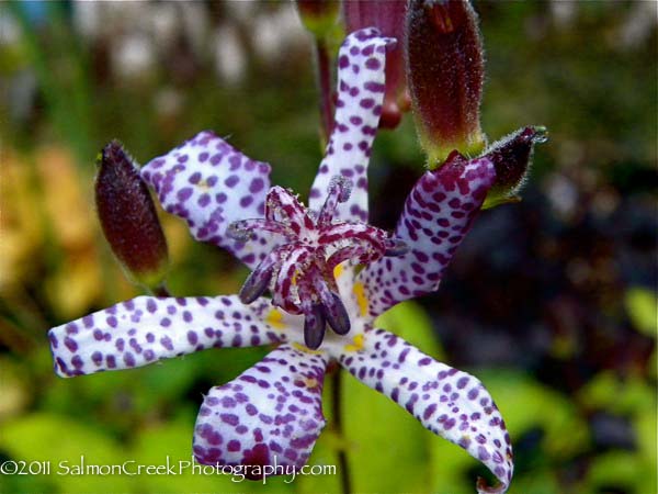 Tricyrtis ‘Empress’