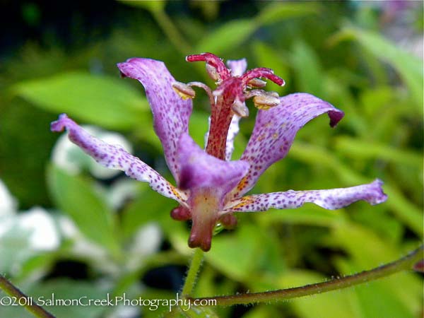 Tricyrtis formosana Samurai