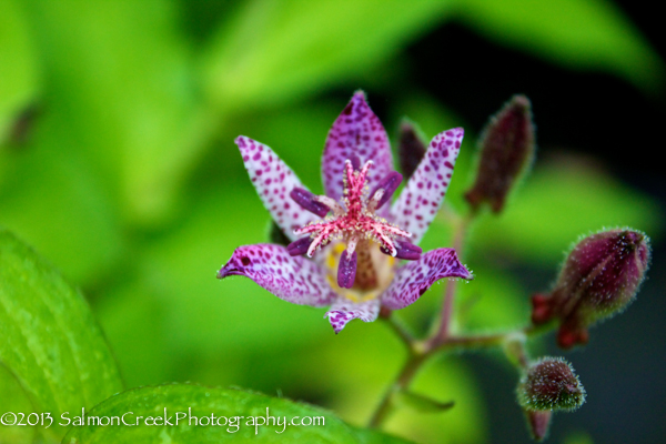 Tricyrtis x ‘Sinonome’