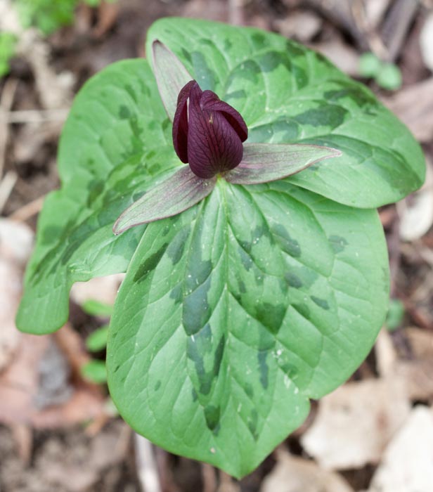 Trillium sessile