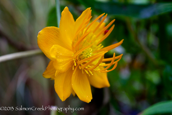 Trollius chinensis ‘Golden Queen’
