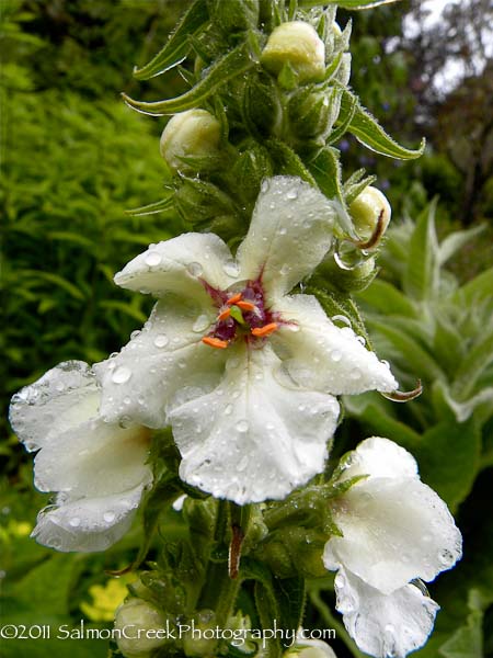 Verbascum nigrum Album