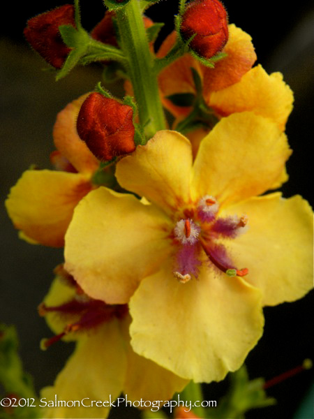 Verbascum Clementine