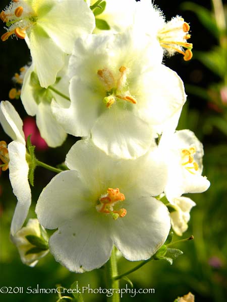 Verbascum phoeniceum ‘Flush of White’